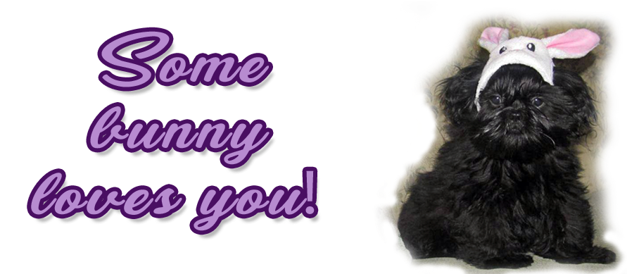 Shih Tzu Puppies For Sale In Massachusetts And New - Fur Clothing (936x388), Png Download
