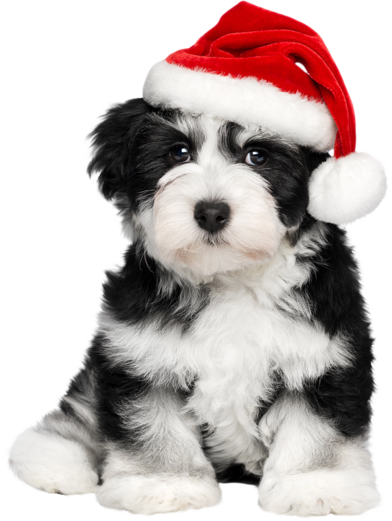 Shih Tzu Clipart Havanese - Dog With A Santa Hat (800x1063), Png Download