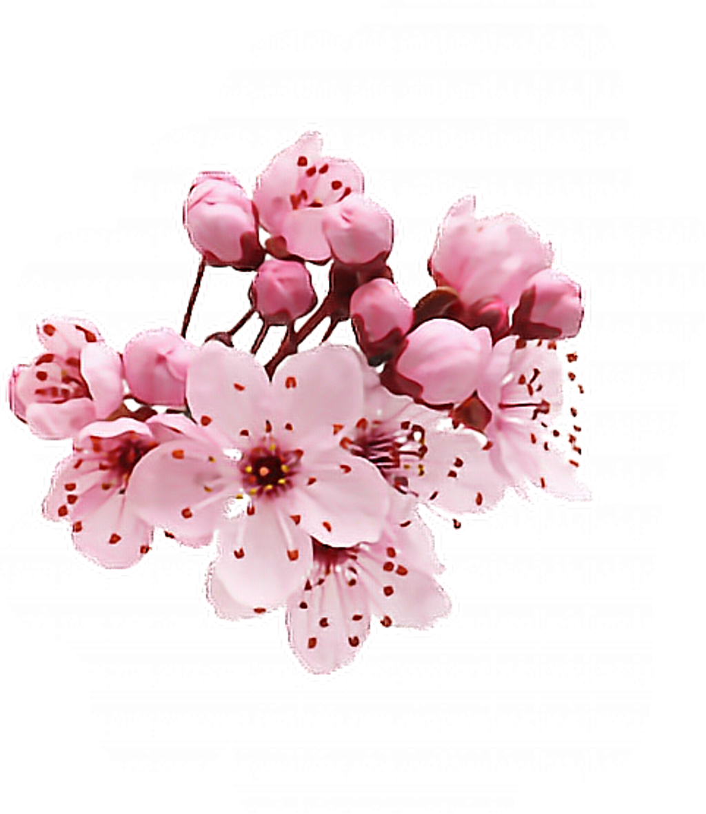 #flower #cherry #cherryblossom #sticker #sakura #pink - Trata El Libro El Don Supremo (1024x1181), Png Download