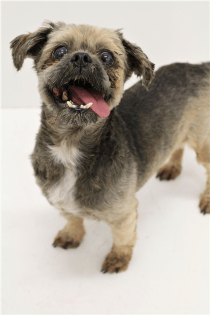 Donate To Petrescue - Companion Dog (638x638), Png Download