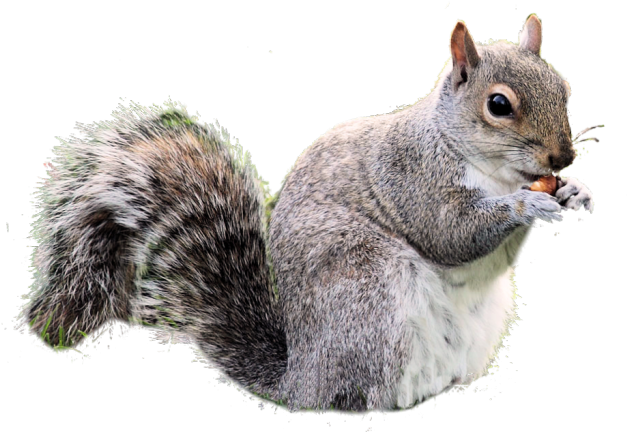 Gray Squirrel Clipart Real - Squirrel With Transparent Background (640x480), Png Download
