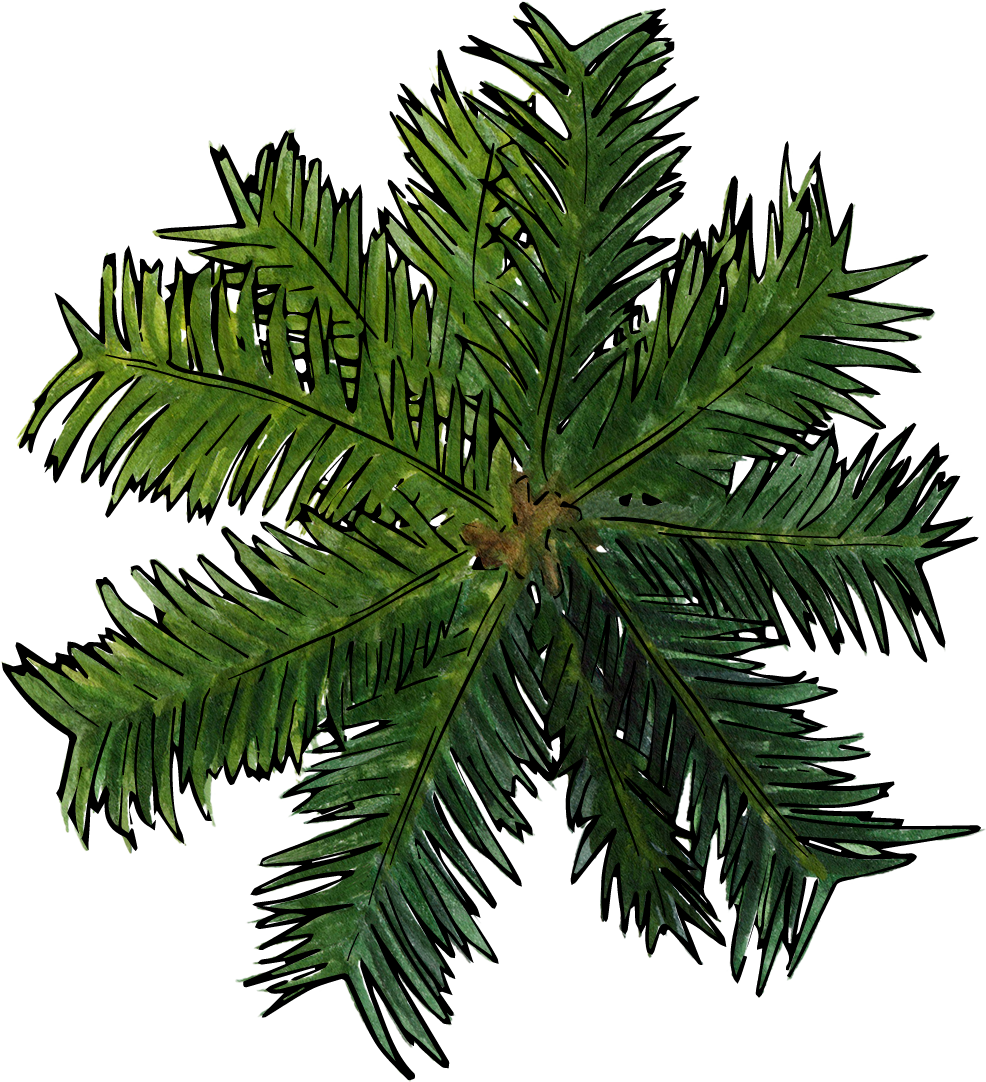 986 X 1082 12 - Palm Trees (986x1082), Png Download