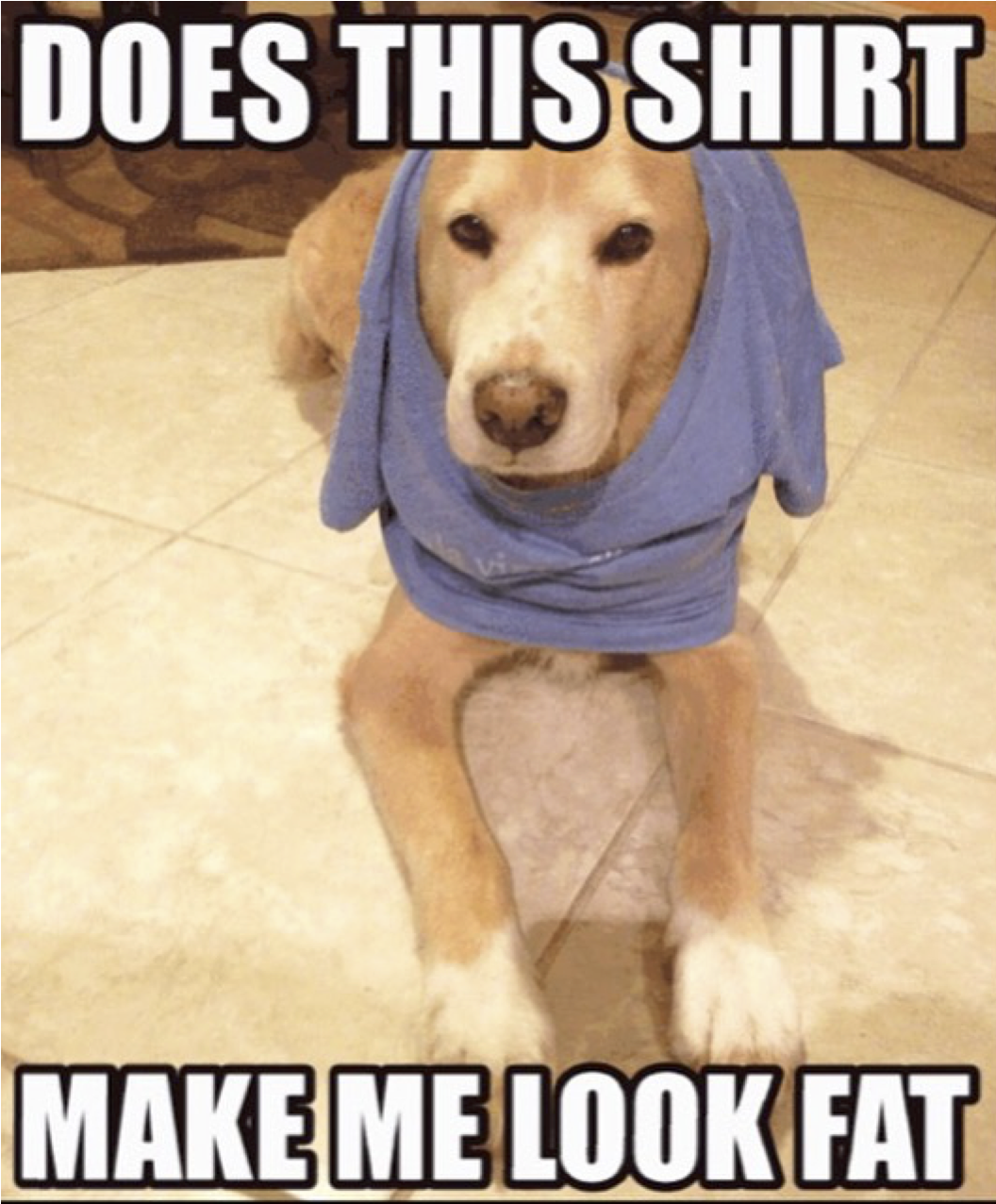 #cute #dog #funny #pets #love - Advice Dog (1650x1275), Png Download