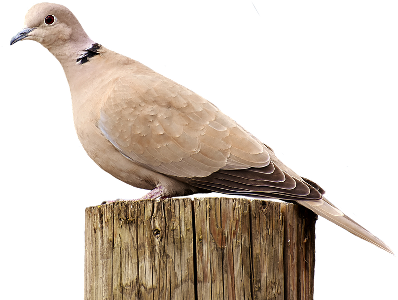 Mourning Dove Clipart Clear Background - Collared Dove Transparent (927x720), Png Download