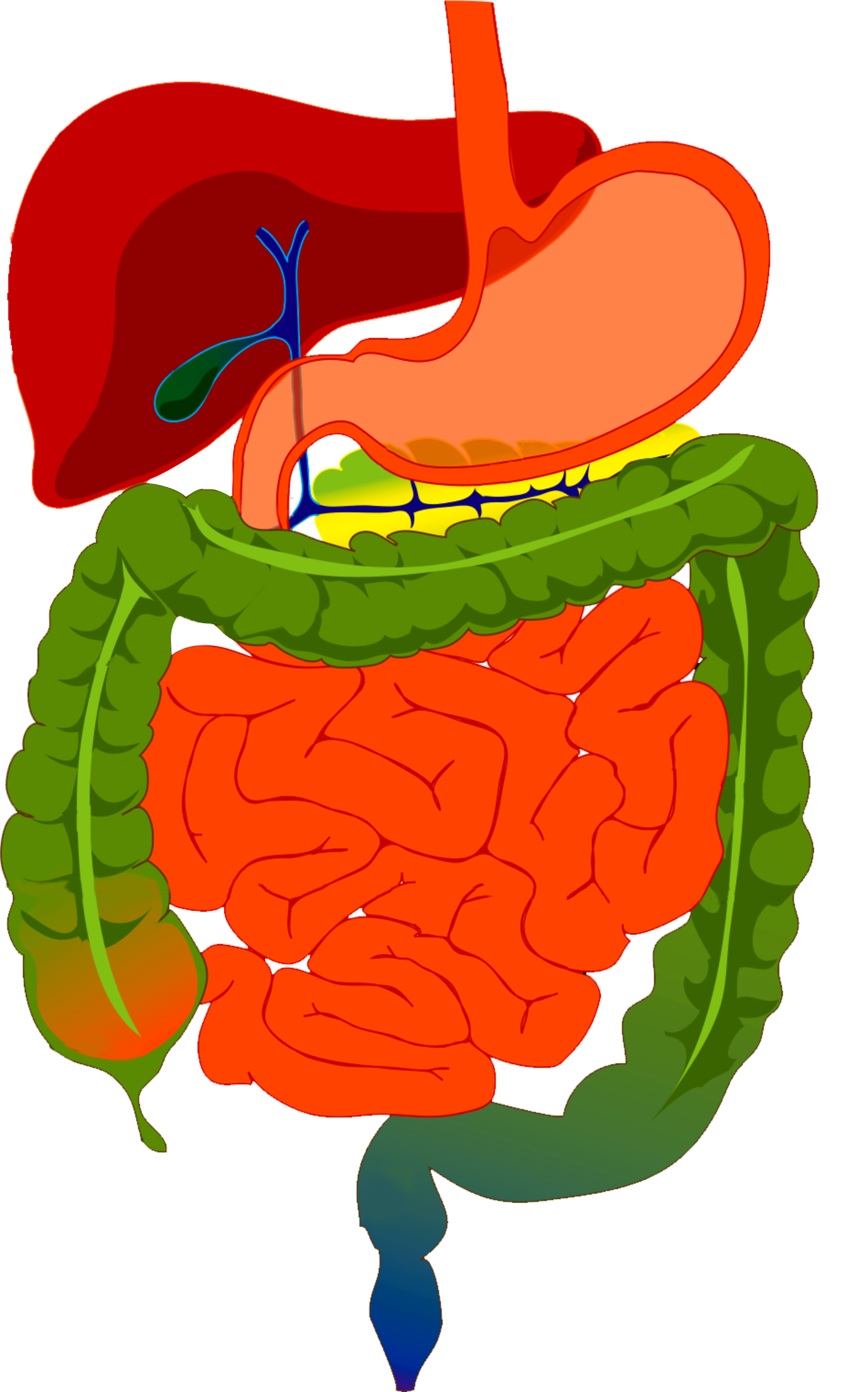 Digestive System Diagram - Digestive System Diagram 6 (2400x3847), Png Download