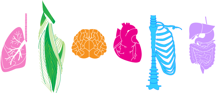 Whole Body Treatment - Illustration (750x442), Png Download