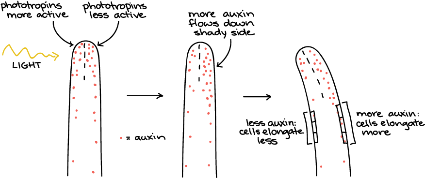 Close Up Of Tip Of Coleoptile Showing The Plant Hormone - Diagram (917x399), Png Download