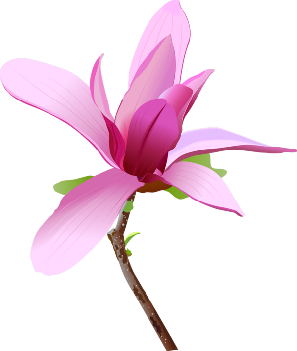 Magnolias, Backgrounds, Flower, Magnolia - Vector (600x709), Png Download