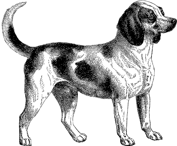 Beagle Clipart Pup - Dog Clipart Dog Black And White (640x480), Png Download