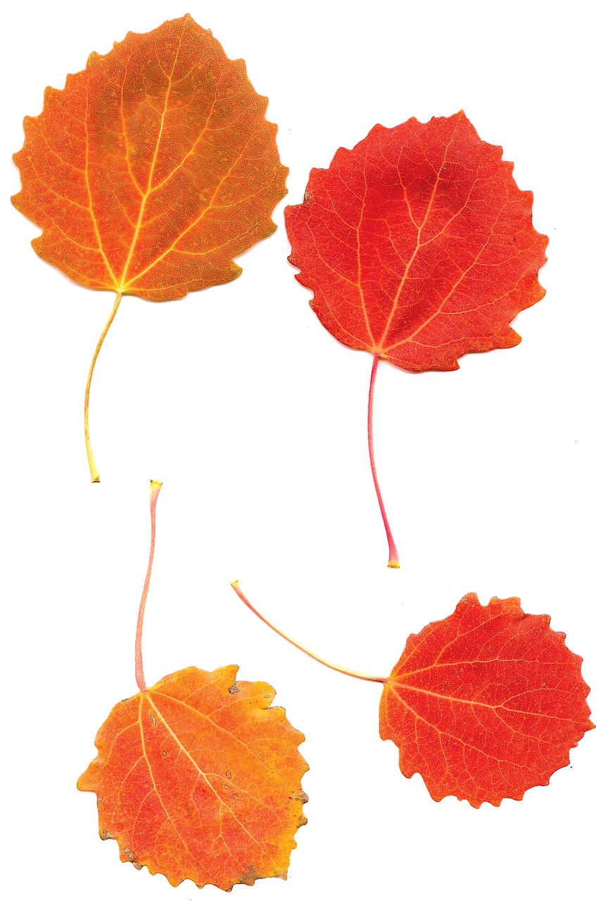 Aspens, Aspen Leaves, Fall, Autumn, Leaf, Nature, Tree (875x1280), Png Download