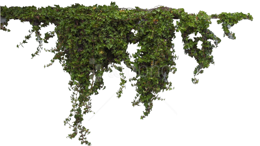 Free Png Png Images Transparent - Plantas Png (850x499), Png Download