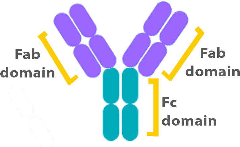 Antibody Structure - Fab And Fc (826x524), Png Download