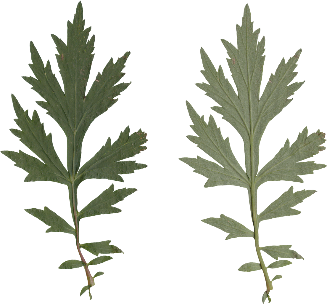 Nature Leaves - Leaf (1140x1105), Png Download