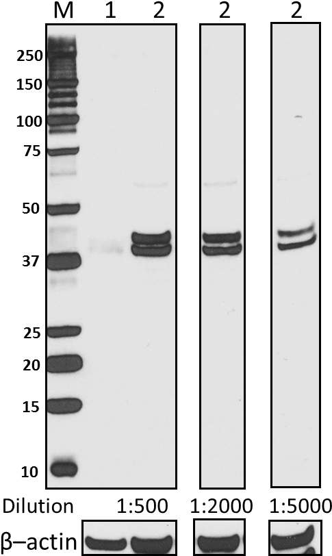 Purified Anti-erk1/2 Phospho Antibody - Tool (581x857), Png Download