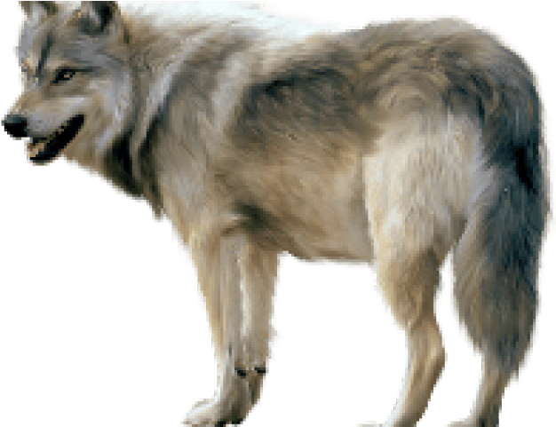 Spice And Wolf Clipart Png - Transparent Background Wolf Png (640x480), Png Download
