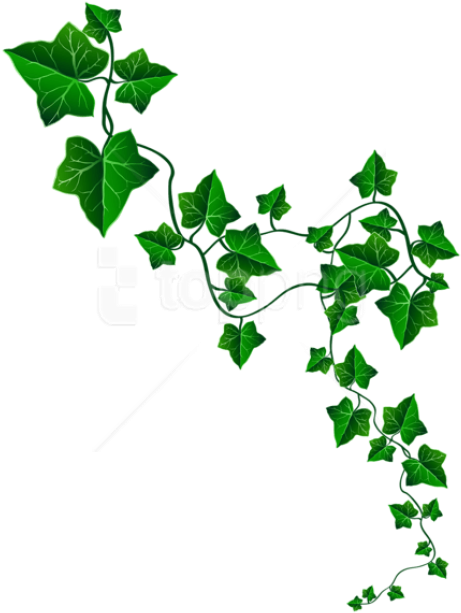Free Png Download Vine Ivy Decoration Clipart Png Photo - Ivy Alpha Kappa Alpha (480x645), Png Download