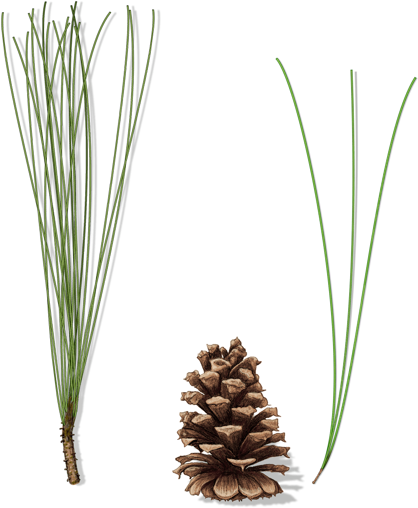 Expand Image - Grass (905x1080), Png Download