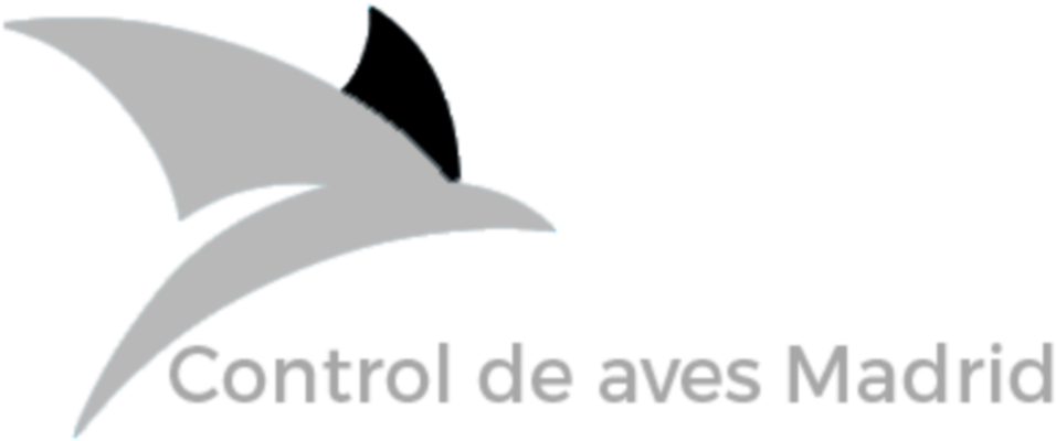 Enfermedades Mas Comunes De Las Palomas - Shark (1000x406), Png Download