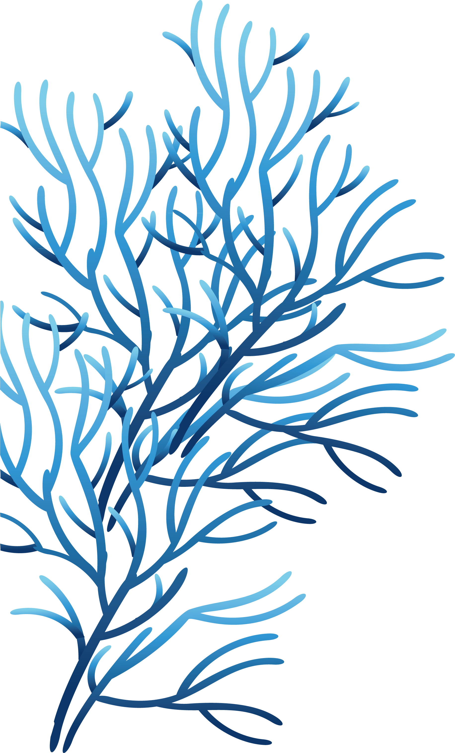 Algae Png - Sea Coral Png (1832x3030), Png Download