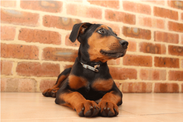 Donate To Petrescue - Companion Dog (638x638), Png Download