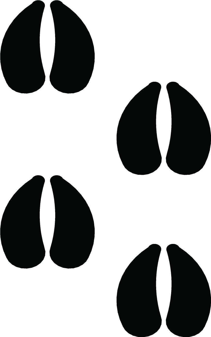 Sheep Footprint - Graphic Design (3000x1373), Png Download