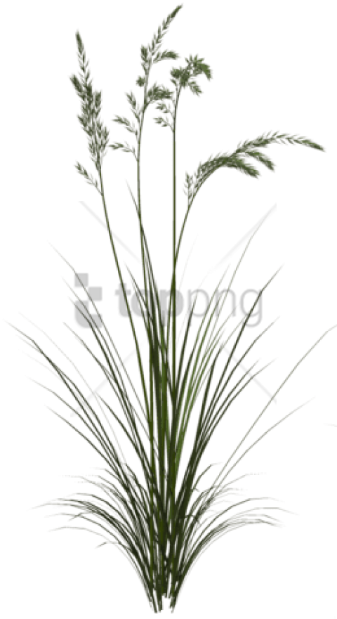 Free Png Download Sweet Grass Png Images Background - Png Tall Grass Texture (480x881), Png Download