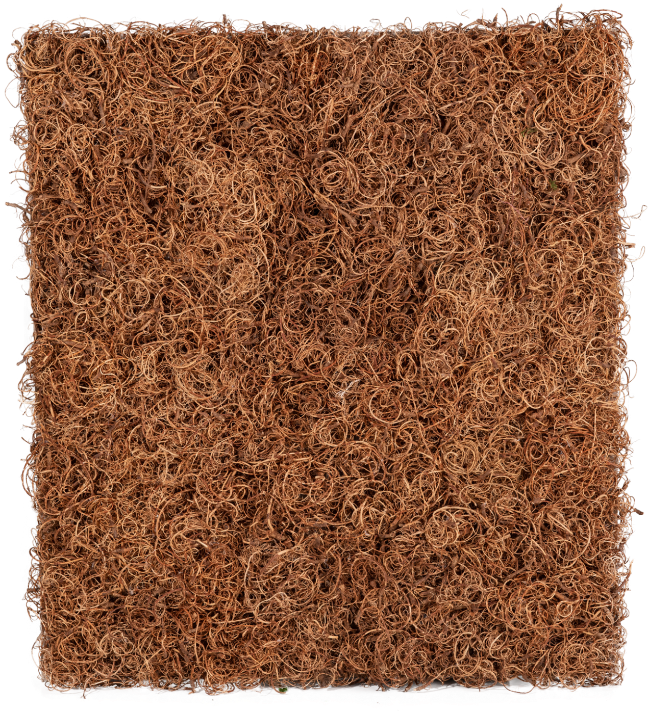 Muschio Stabilizzato Della Pianta Del Tamarindo - Carpet (1422x1600), Png Download