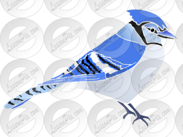 Blue Jay Clipart Transparent - Blue Jay (640x480), Png Download