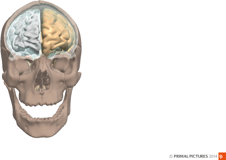 For More Information On The Other Viewpane Controls, - Skull (1006x671), Png Download