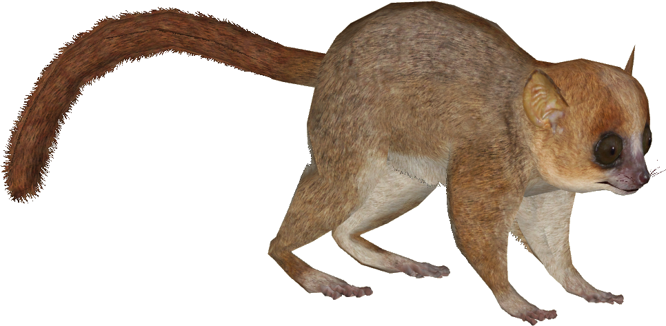 Lemur Png - Gray Mouse Lemur Png (965x965), Png Download