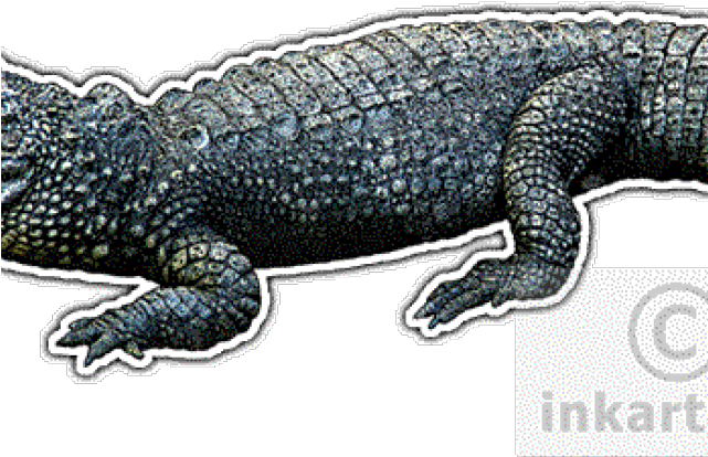 Drawn Alligator Chinese Alligator - American Alligator (640x480), Png Download