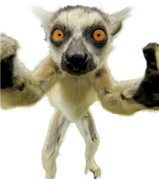 For You Photochoppers Http - Inquisitive Animals (633x757), Png Download