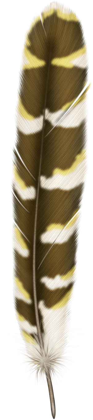 Feather Png - Plume De Buse À Queue Rousse (300x1352), Png Download