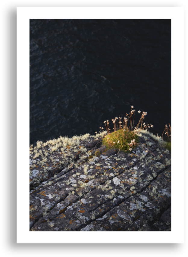 Dungeness Crab (1000x1000), Png Download