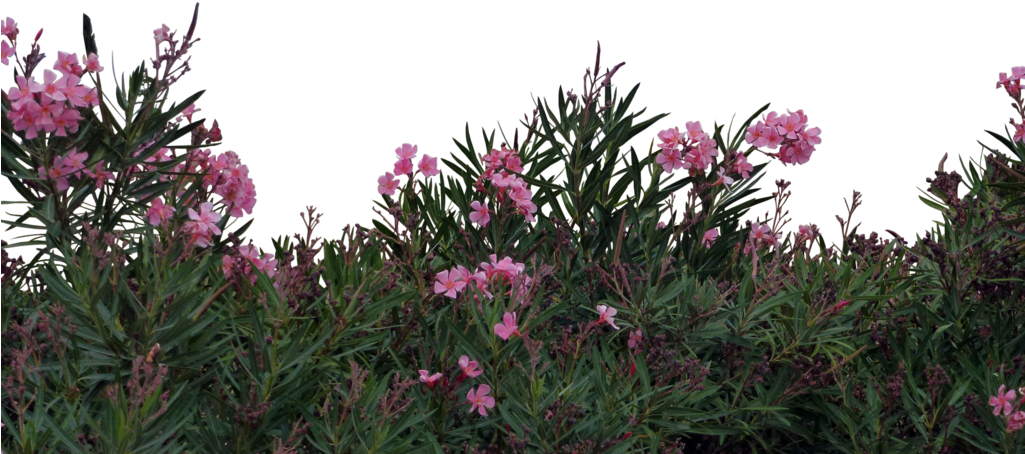 Flowers Sticker - Photography (1024x592), Png Download