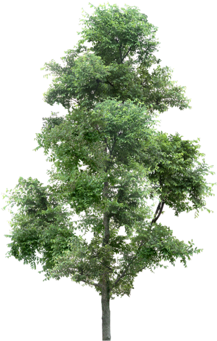 Lodgepole Pine (500x681), Png Download