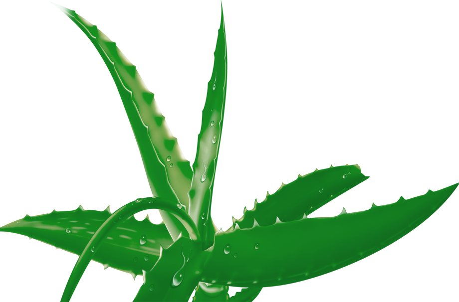 Aloe Clipart Terrestrial Plant - Aloe (920x606), Png Download