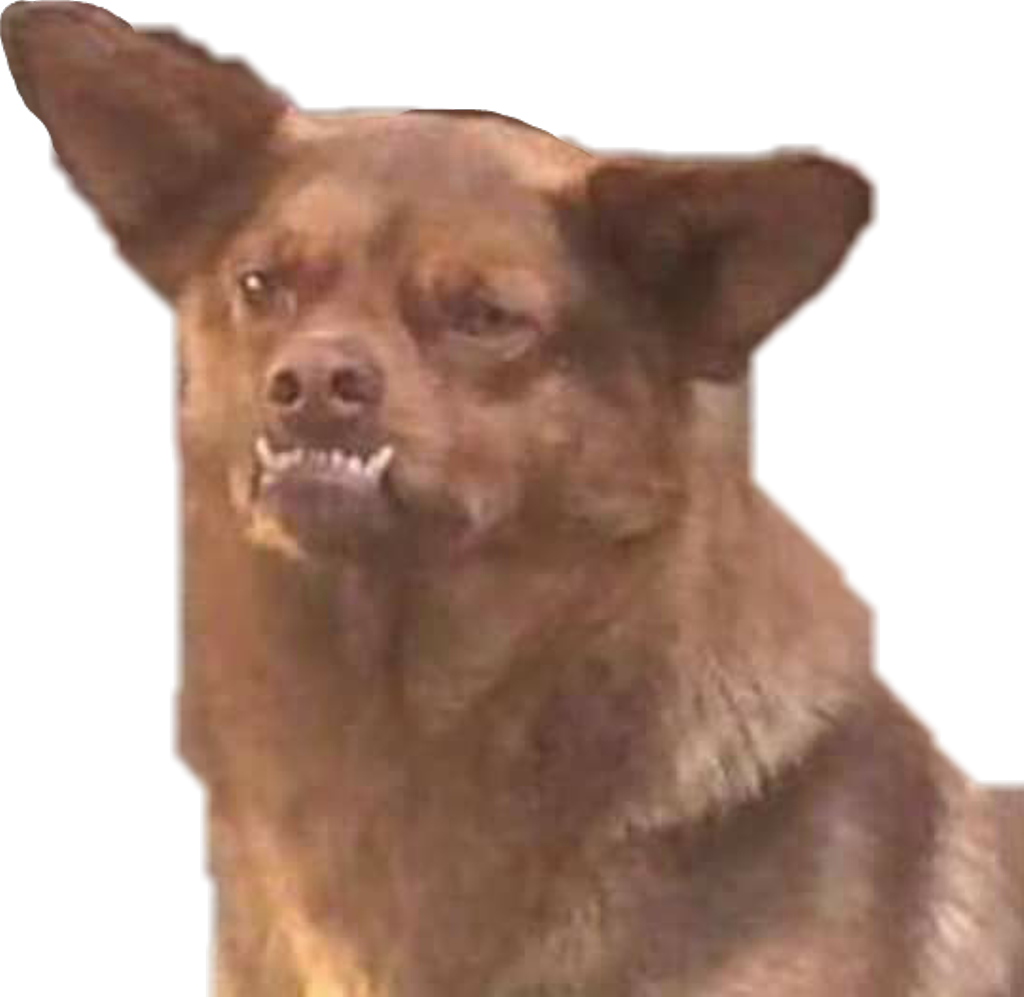 Dog Perro Chilaquil Meme Chihuahua - Chilaquil Perro (1024x997), Png Download
