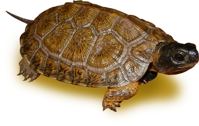 High Yellow North American Wood Turtle - Desert Tortoise (700x700), Png Download