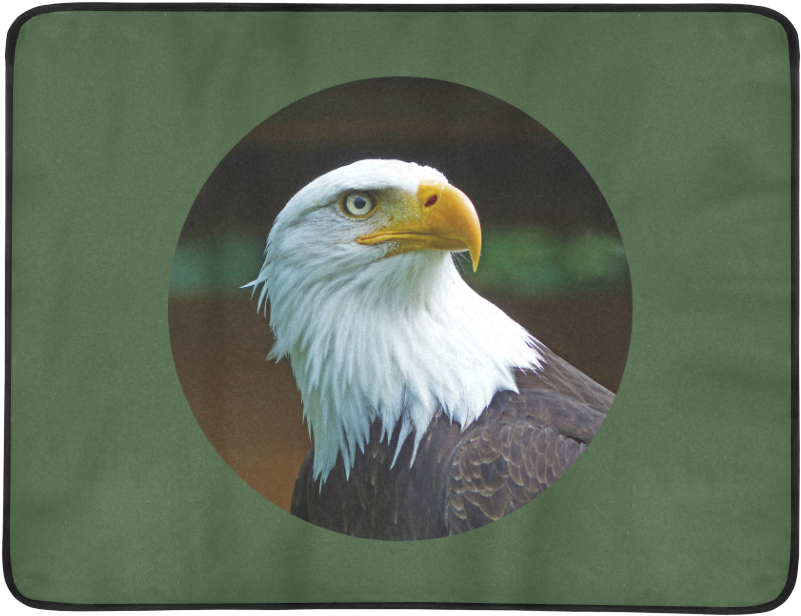 Bald Eagle (1000x1000), Png Download