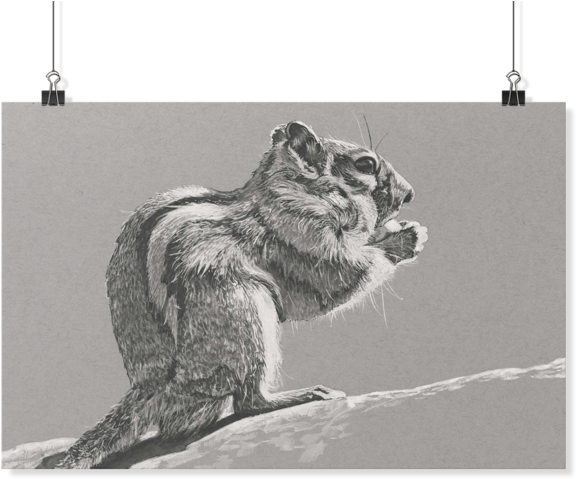 Chipmunk Poster By Yue Zeng - Sketch (1024x1024), Png Download