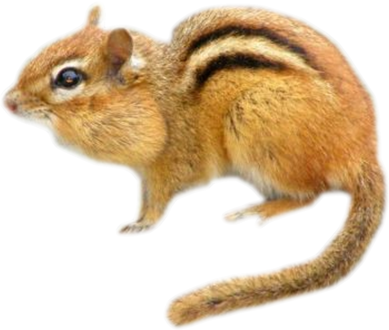 Eastern Chipmunk (800x678), Png Download