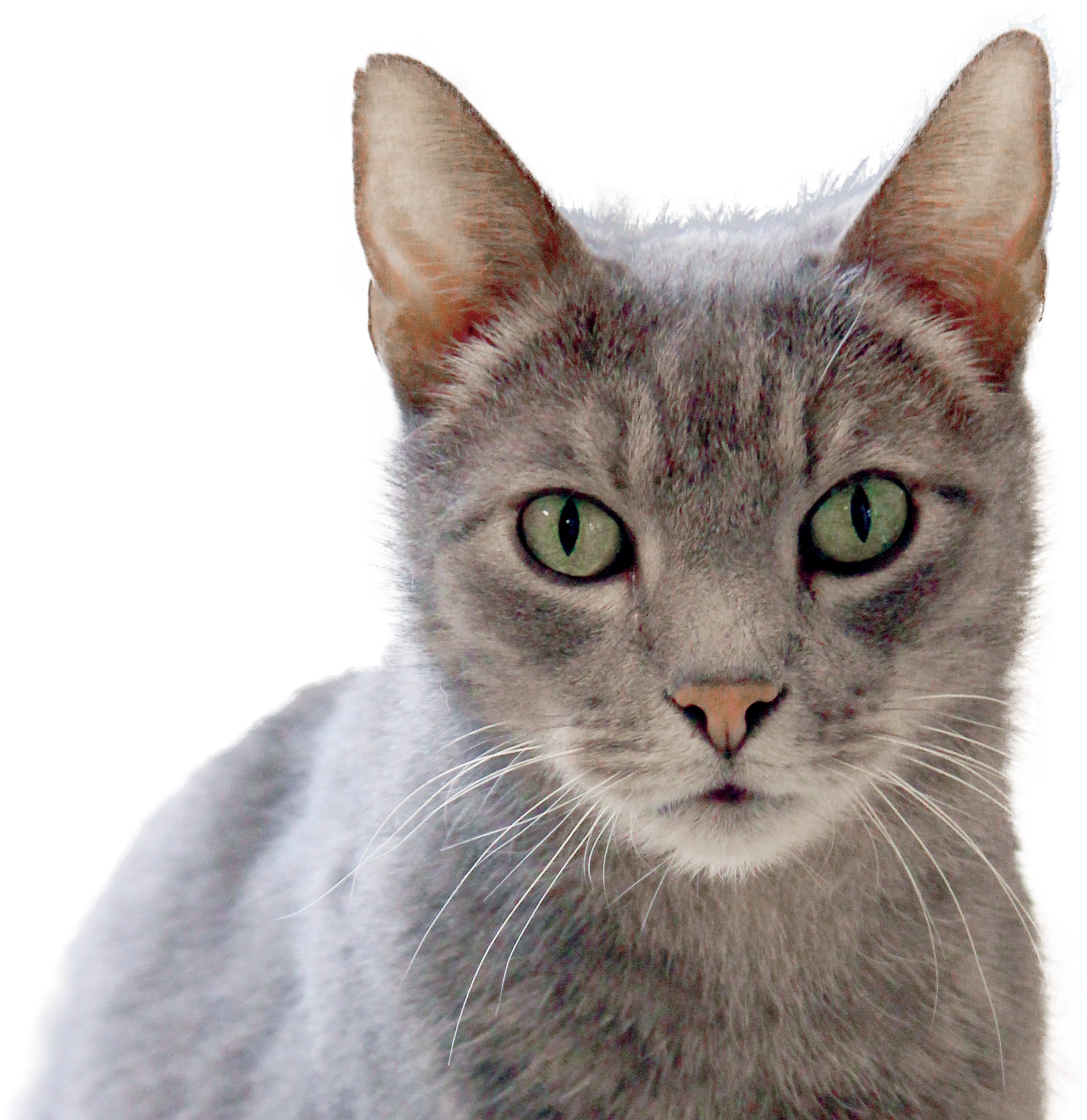 Cat-2 - Domestic Short-haired Cat (3761x2848), Png Download
