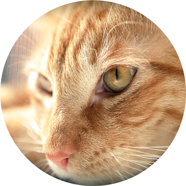 Danielle H - - Arabian Mau (800x802), Png Download