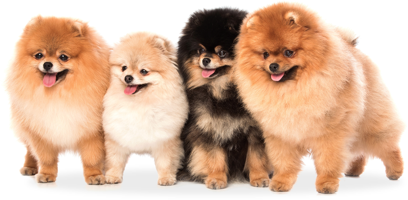 Luxpomm - Short Pomeranian (1396x684), Png Download