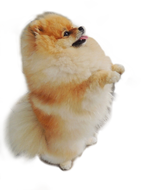 Pomeranian (480x647), Png Download