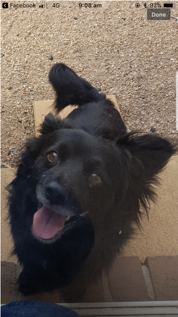 Donate To Petrescue - Companion Dog (638x638), Png Download