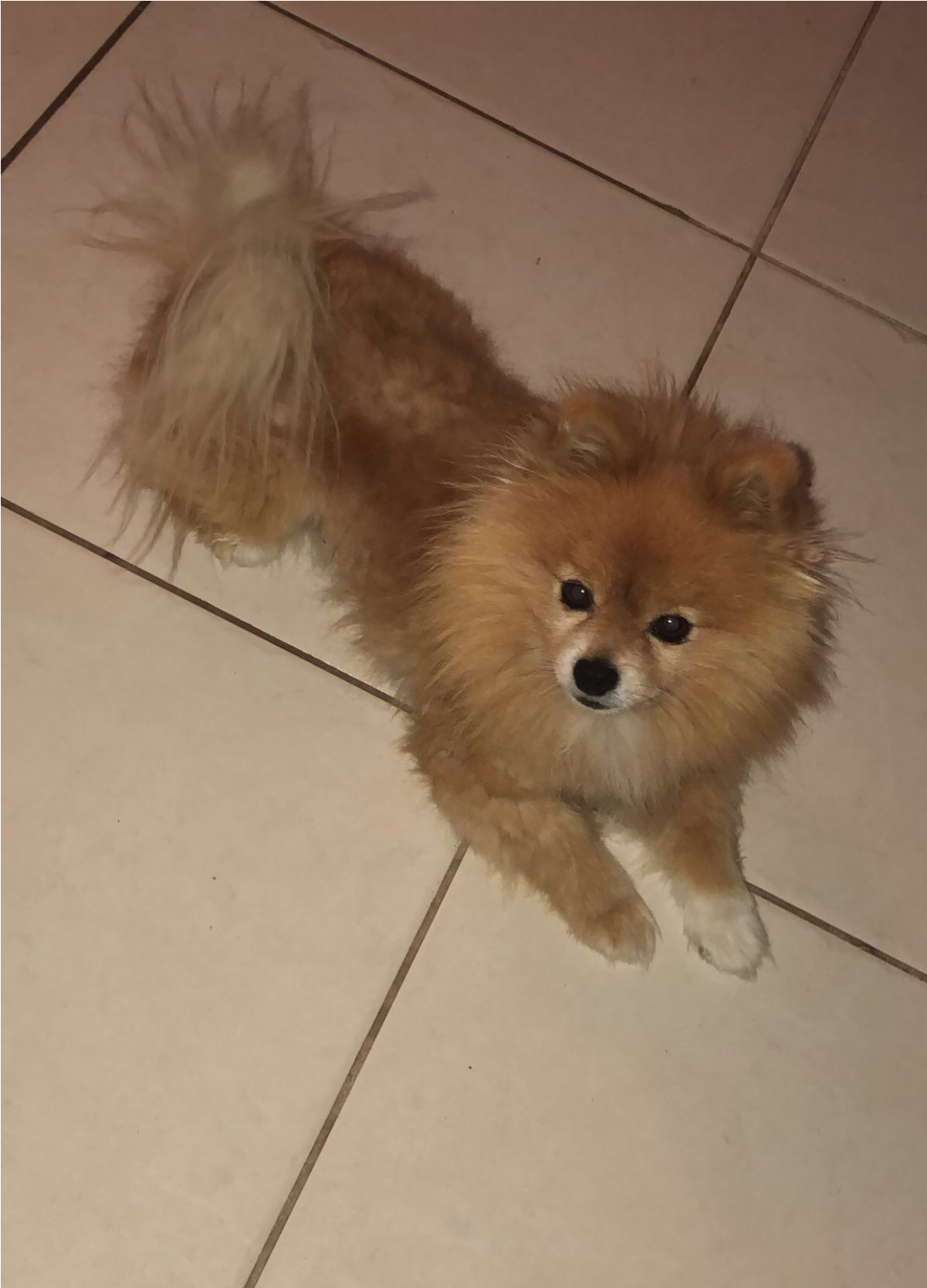 Sightings - Pomeranian (1666x1666), Png Download