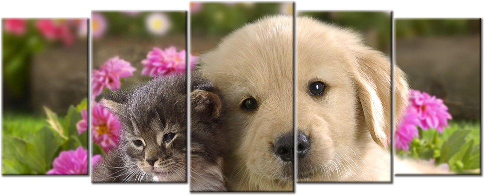 Double Tap To Zoom - Lovely Pets (1000x1000), Png Download