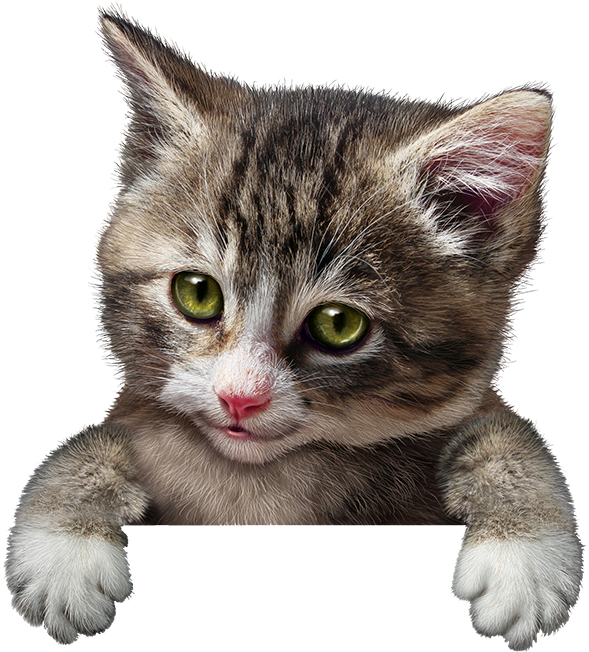 Cute Kitten Animal - Bom Começo De Semana Gifs (600x652), Png Download